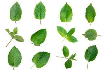 Set of fresh mint leaves isolated on a transparent background