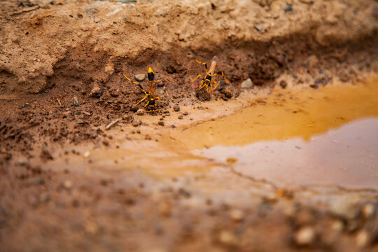 Mud wasps collecting mud from a brown puddle