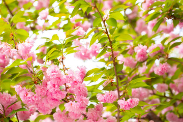 Sakura. Cherry blossom, branches with flowers sway in the wind. Pink flowers of the sakura tree. Spring landscape with flowering trees. Beautiful nature on a sunny day.