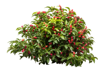 Bush With Red Flowers and Green Leaves. on a White or Clear Surface PNG Transparent Background.