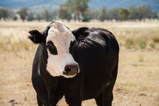 Black and white cow number 75 on ear tag in dry paddock