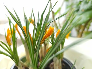 flowers in a pot, flowers that have faded