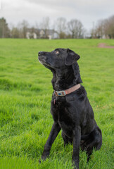 An old black Labrador with greying fur. She poses in a field looking off camera to her owner. 