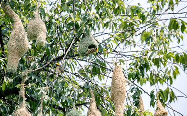 Fototapeta premium weaver bird making nest on branch of tree in Nepal.
