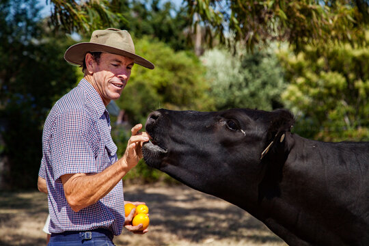 Happy farmer feeding citrus fruit to beef cow
