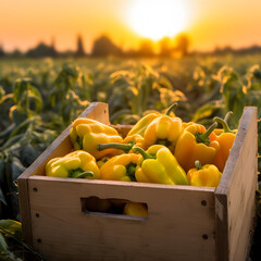Peppers harvested in a wooden box with field and sunset in the background. Natural organic fruit abundance. Agriculture, healthy and natural food concept. Square composition.