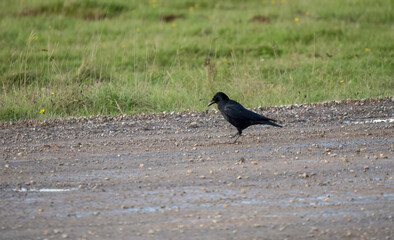 a common raven (Corvus Corax) walking on a dirt road, Wiltshire UK