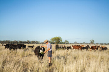 Aussie farming man patting friendly cow feeding her leaves of kurrajong tree