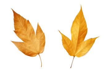 Two Yellow Leaves on a White Background. on a White or Clear Surface PNG Transparent Background.