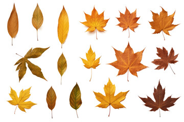 Assorted Colored Leaves on White Background. on a White or Clear Surface PNG Transparent Background.