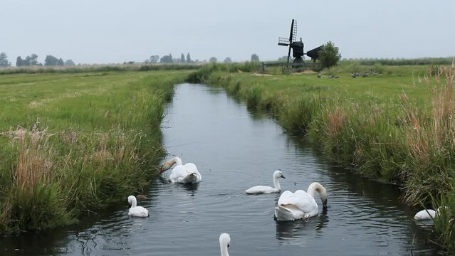 Paisaje abierto con familia de cisnes navegando y aliment&aacute;ndose de plantas acuaticas en primer termino en un canal holand&eacute;s en Zaanse Schans
