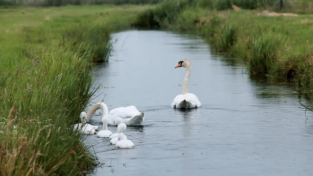 Paisaje con familia de cisnes navegando y aliment&aacute;ndose de plantas acuaticas en un canal holand&eacute;s en Zaanse Schans