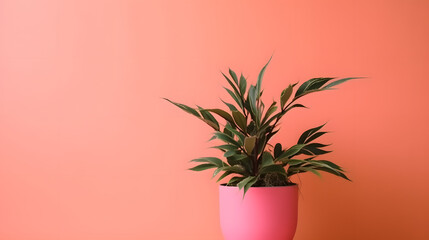 plant on pink background with place for text - obrazy, fototapety, plakaty
