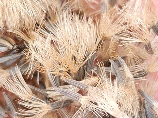 bunch of dried flowers