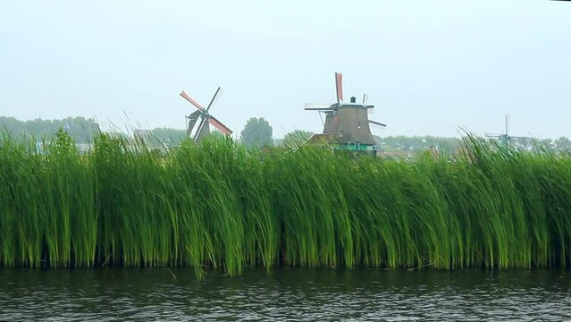 Paisaje de vegetaci&oacute;n acu&aacute;tica meciendose por el viento en la orilla del r&iacute;o holand&eacute;s Zaan y molinos de viento centenarios en funcionamiento en segundo termino.