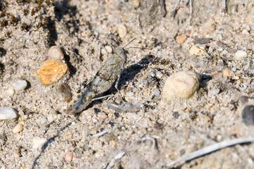 Blauflügelige Ödlandschrecke (Oedipoda caerulescens)	
