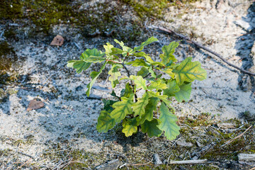 Junge Eiche im Herbst	