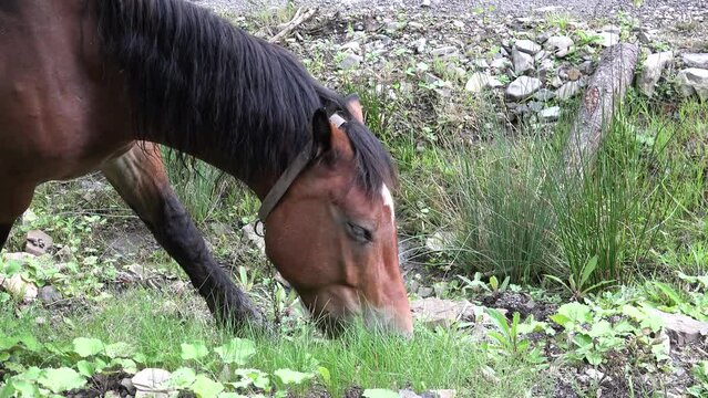 horse, graze, grazing, grazes, field, green, grass, mountain, healthy, strong, eat, eating, food, feeding, animal, outdoor, herbivore, pasture, pastureland, pasturing, land, nutrition, mare, mane, agr