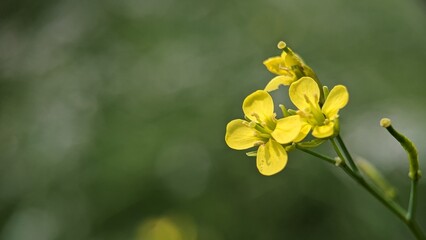 Turnip rape or nanohana closeup, Macro of turnip rape flowers blooming in the garden, turnip rape...