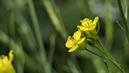 Turnip rape or nanohana closeup, Macro of turnip rape flowers blooming in the garden, turnip rape...