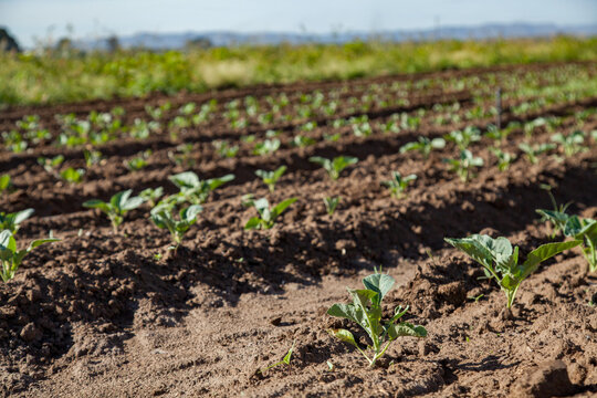 Green crops growing in cultivated soil of farm paddock