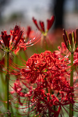 Red spider lily(曼珠沙華)
