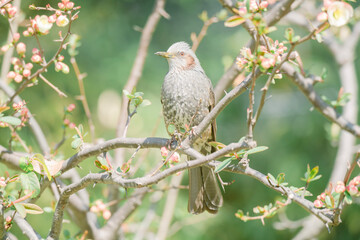 梅の花の蜜を吸うヒヨドリ