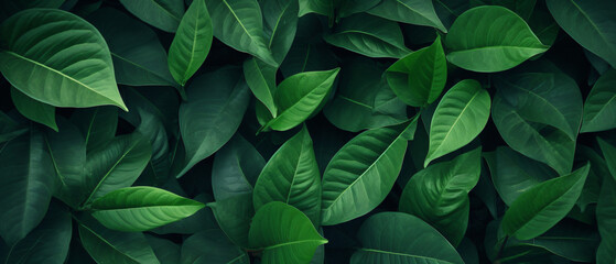 Green leaves pattern background Natural background and