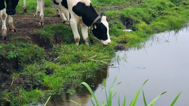 Detalle de vaca paciendo hierva junto al canal en  Zaanse Schans (Nederland)