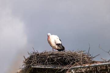 white stork in the nest