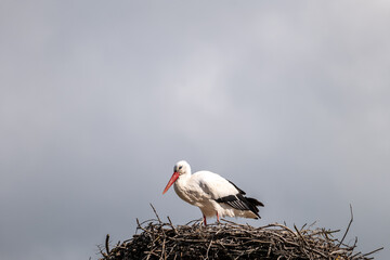white stork in the nest