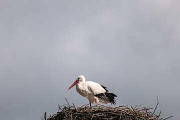 stork in the nest
