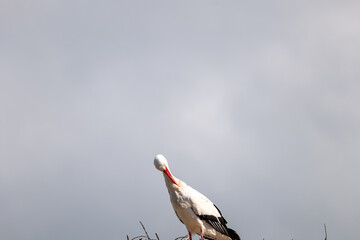 stork in the nest