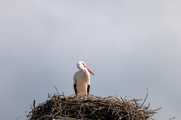 white stork in nest