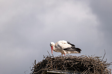 stork in the nest © marguerite