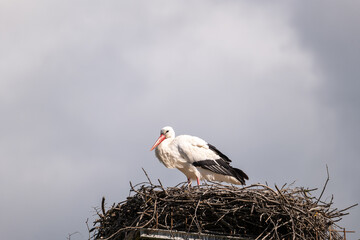 white stork in the nest