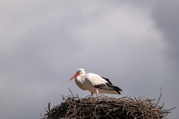 stork in the nest
