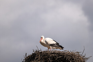 stork in the nest