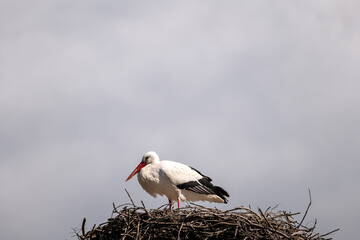 stork in the nest