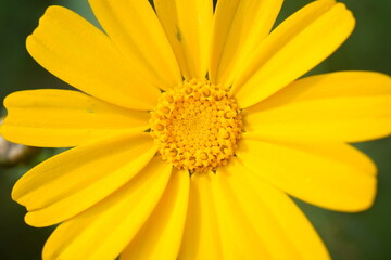 Orange-yellow Coleostephus myconis flowers, close up. Chrysanthemum myconis, known as Corn Marigold, is annual, herbaceous, flowering plant belonging to the genus Coleostephus of the family