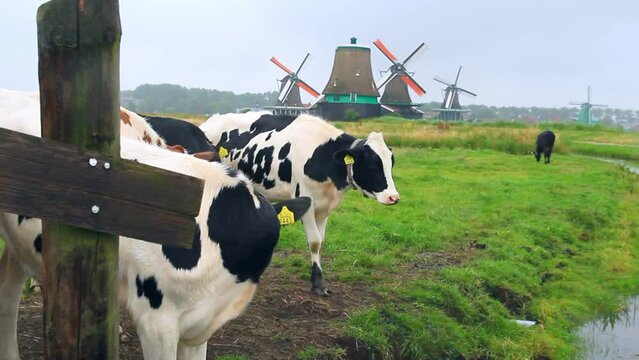 Paisaje de Vacas paciendo hierva junto al canal con molinos históricos holandeses y ciclista circulando por el camino al fondo de la imagen