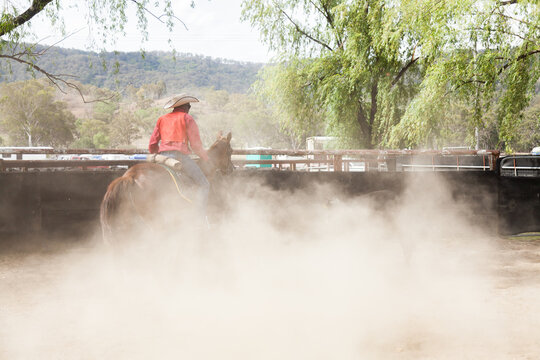 Dust in yard during campdrafting event with horse and rider cutting cattle