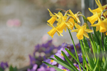 Blooming yellow trumpet daffodil in a garden. Purple flowers in background. copy space....