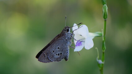 A moth resting on a white flower on a plant in a garden, in the Asian region of Indonesia with background blur