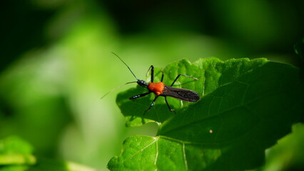 an assasin bug resting on the top of a plant in a garden, in the Asian region of Indonesia with...