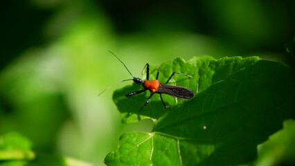 an assasin bug resting on the top of a plant in a garden, in the Asian region of Indonesia with background blur