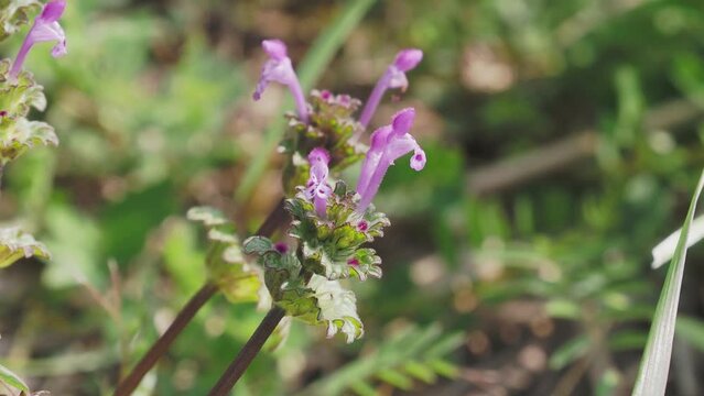 河川敷に咲くホトケノザの花