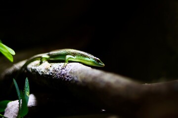 grüne Echse auf einem Baumstamm 
