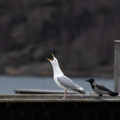 Seagull standing in profile with streched neck making calling noise.