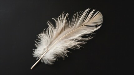 Obraz premium Beautiful colorful magical bird feathers isolated on black background. Generative AI